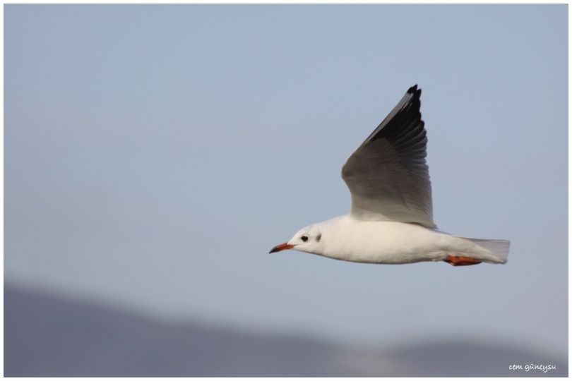 Black-headed Gull