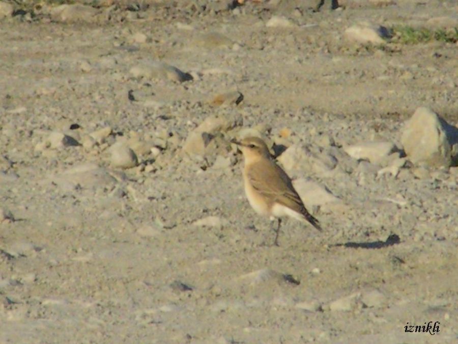 Isabelline Wheatear