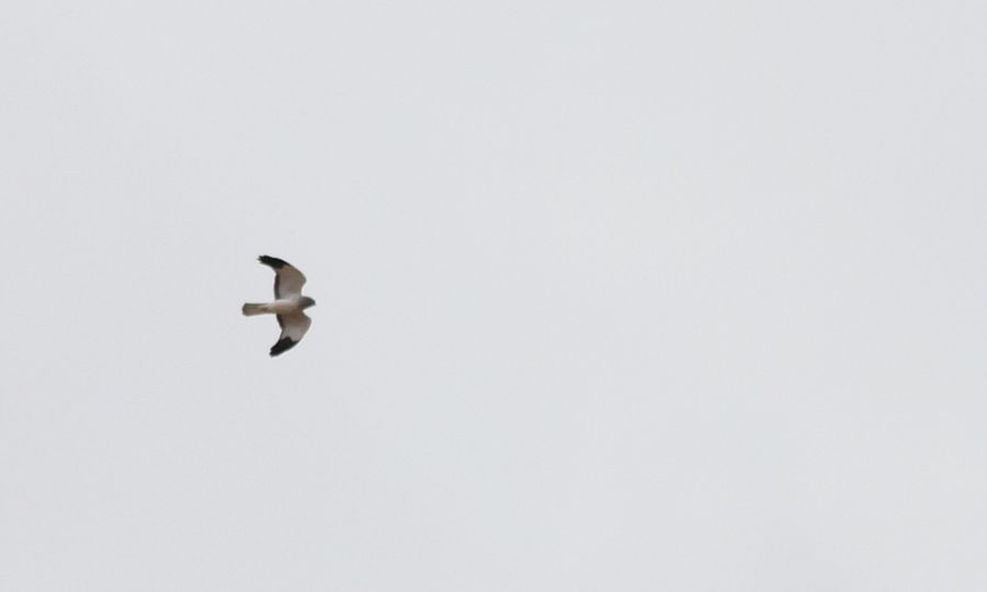 Hen Harrier