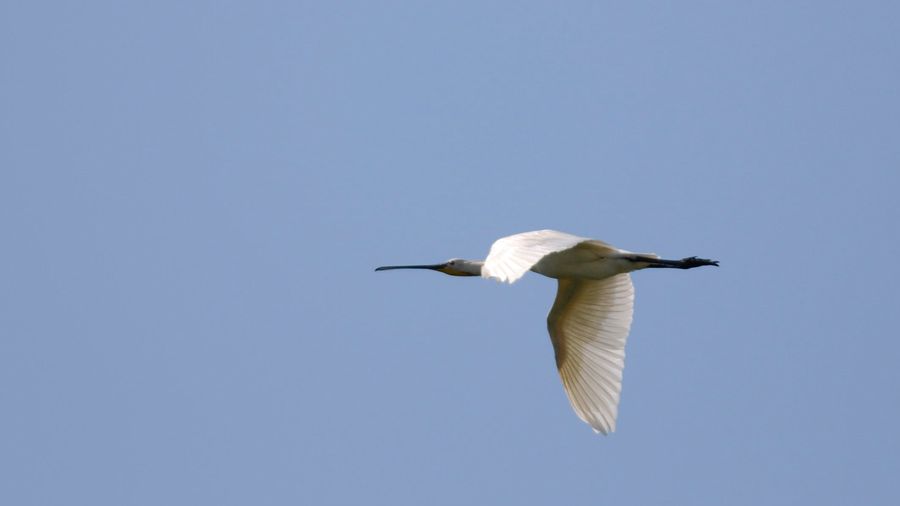 Eurasian Spoonbill