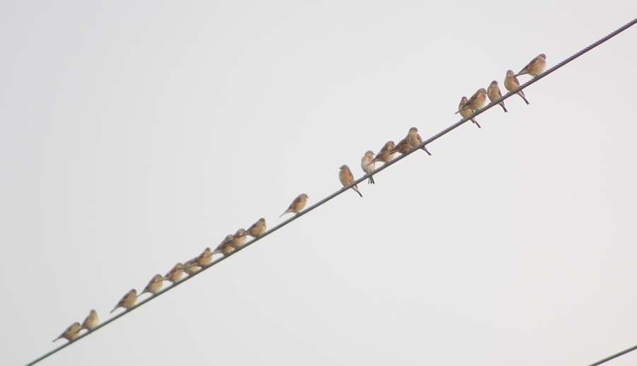 Common Linnet