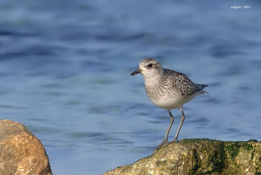 Grey Plover