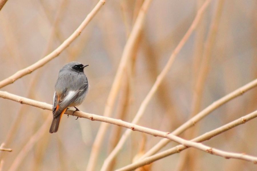 Black Redstart