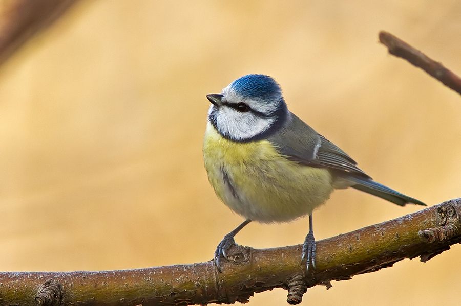 Eurasian Blue Tit