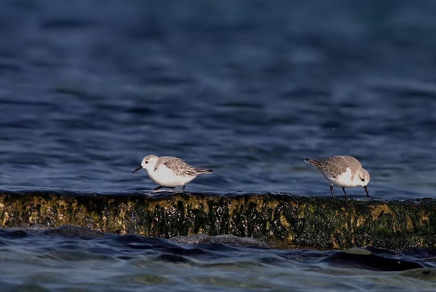 Sanderling