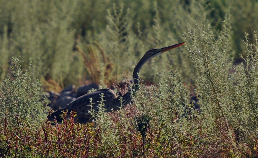 Purple Heron
