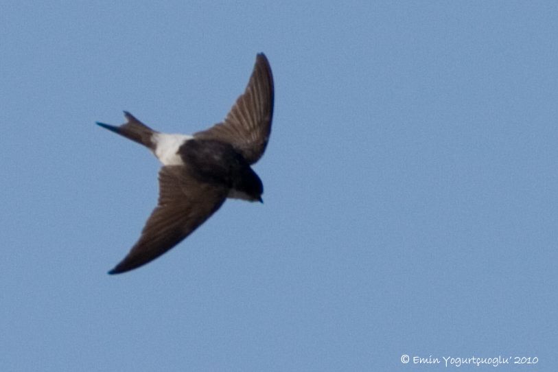 Western House Martin