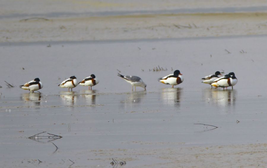 Common Shelduck