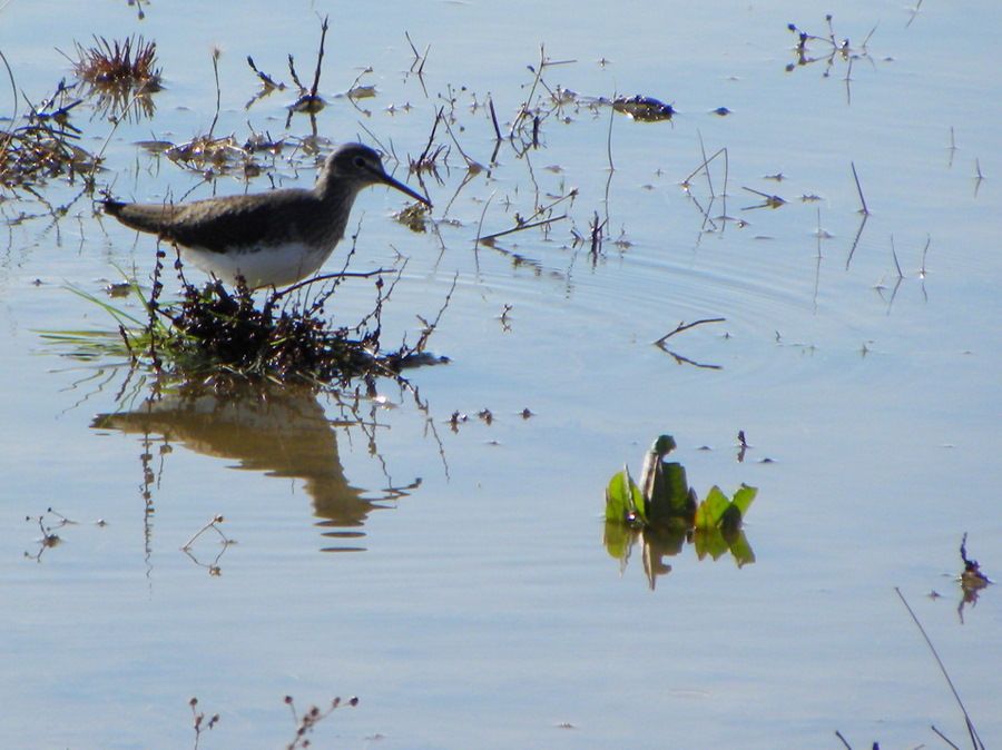 Green Sandpiper