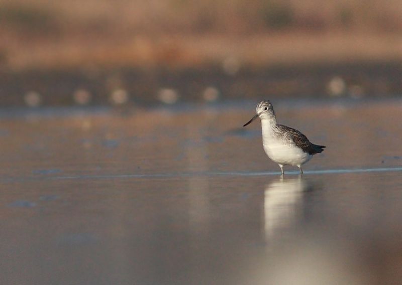 Common Greenshank