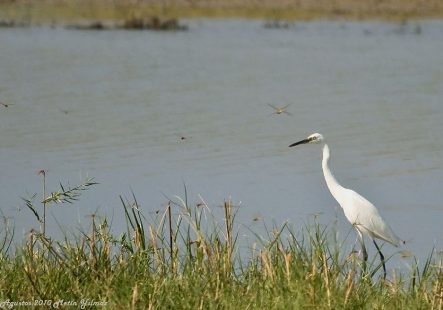 Little Egret