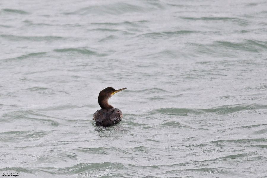 European Shag
