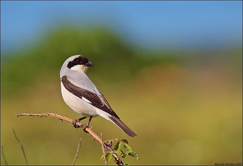 Lesser Grey Shrike