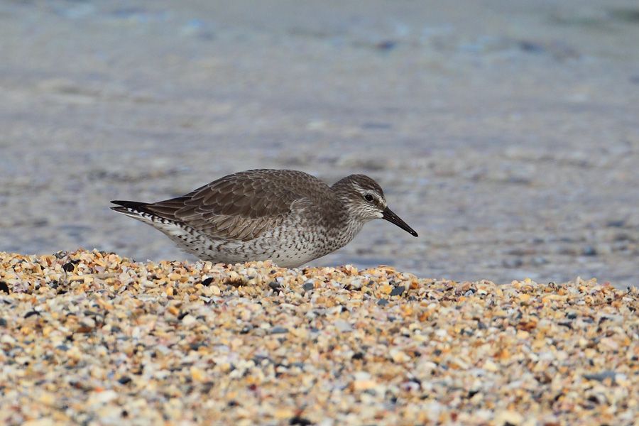 Red Knot