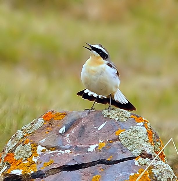 Northern Wheatear