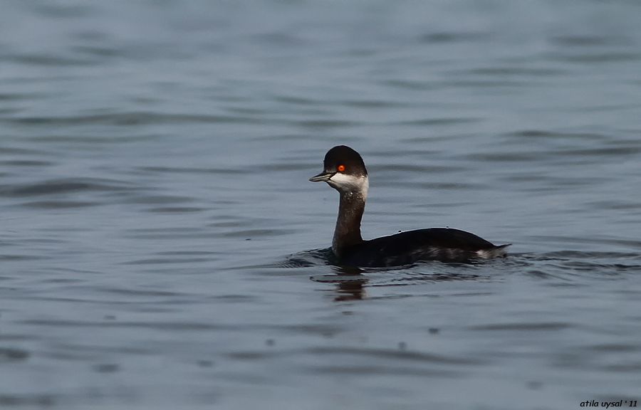 Black-necked Grebe