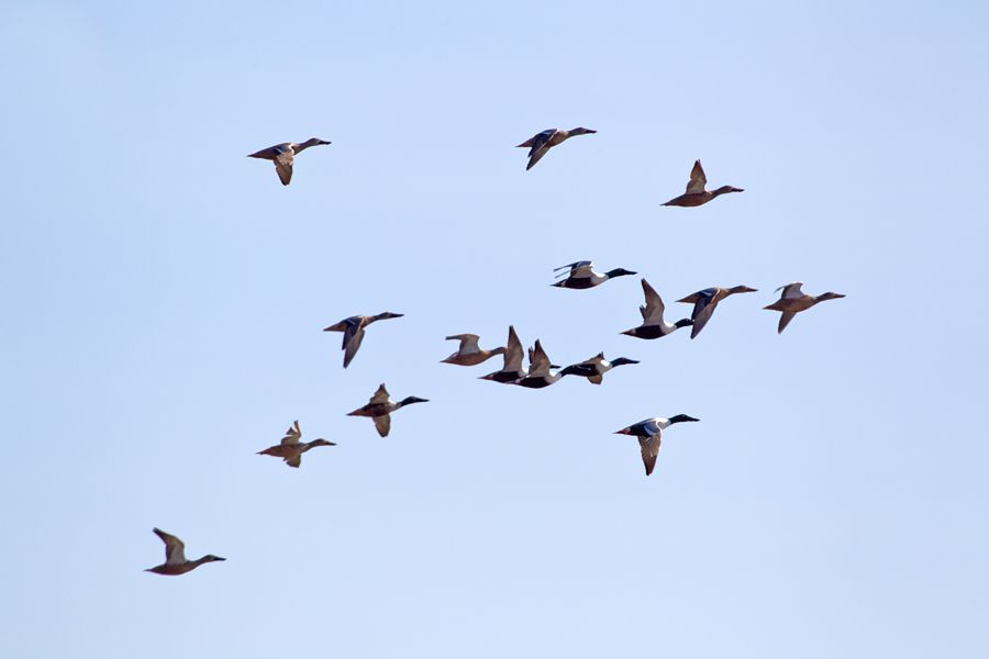 Northern Shoveler