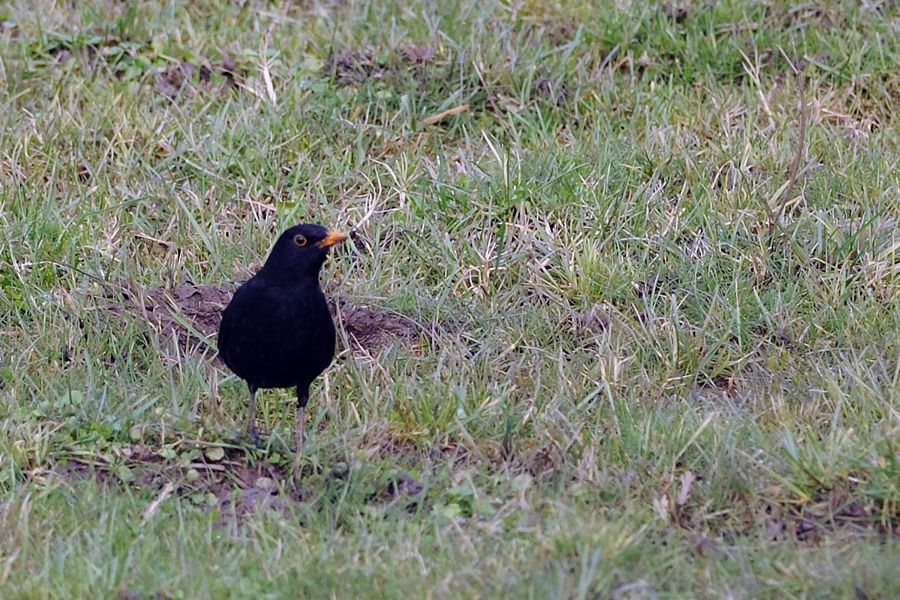 Common Blackbird