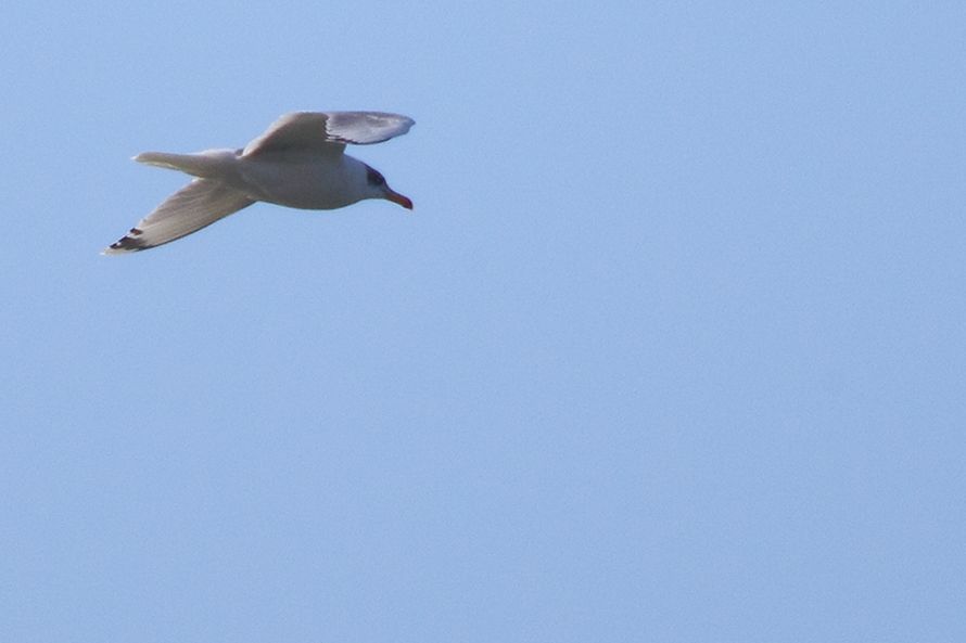 Pallas`s Gull
