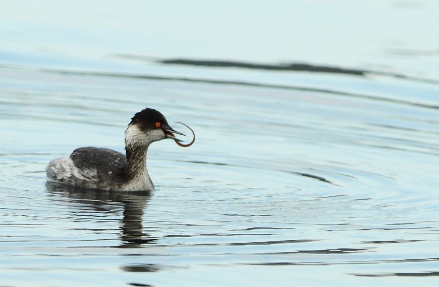 Black-necked Grebe