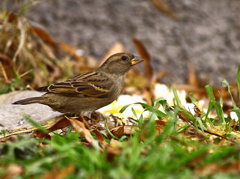 House Sparrow