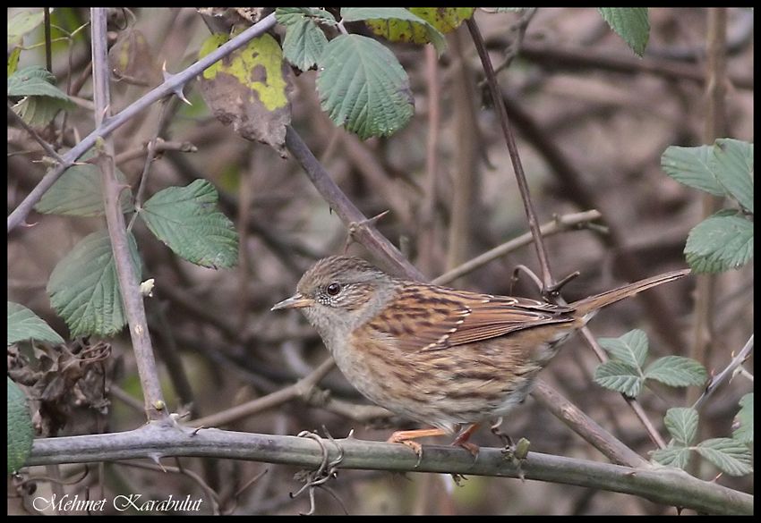 Dunnock