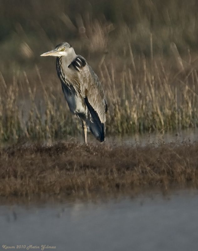 Grey Heron