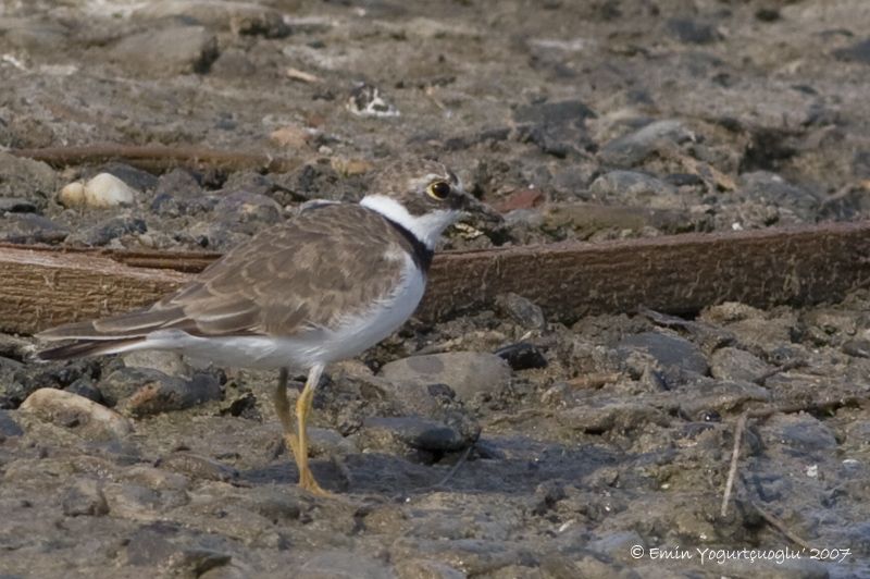 Little Ringed Plover
