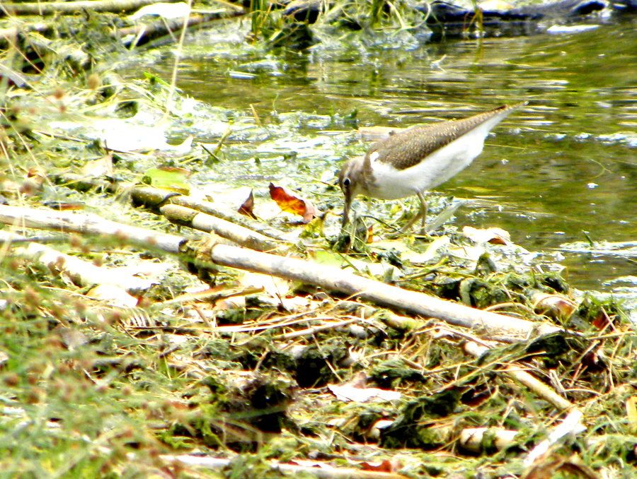 Common Sandpiper