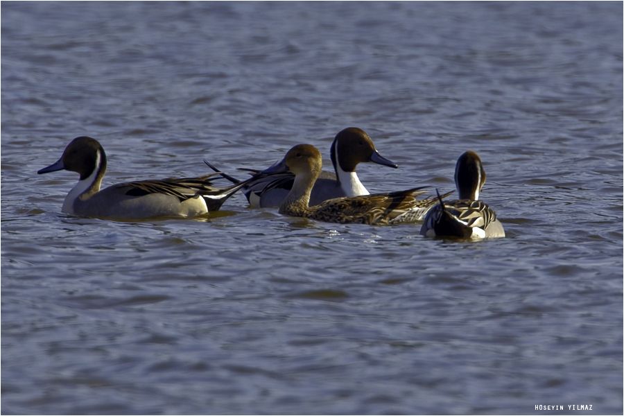 Northern Pintail