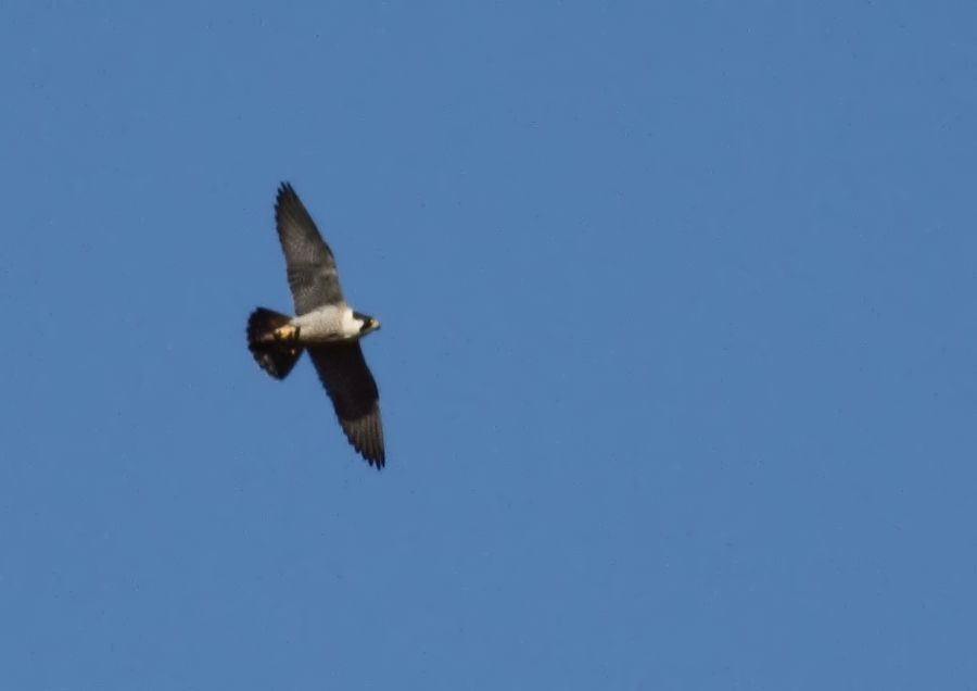 Peregrine Falcon