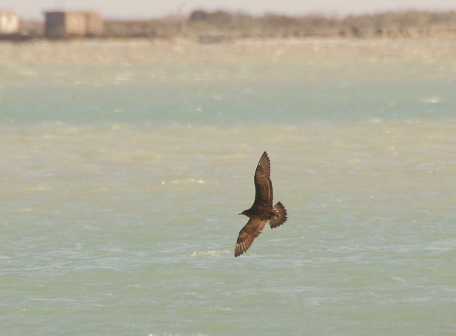 Parasitic Jaeger