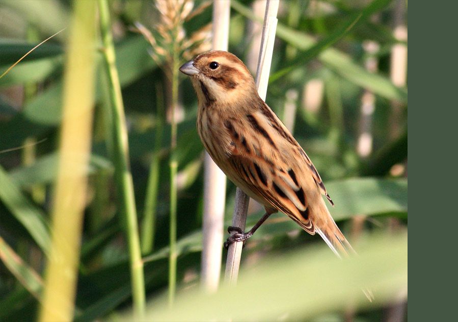 Common Reed Bunting