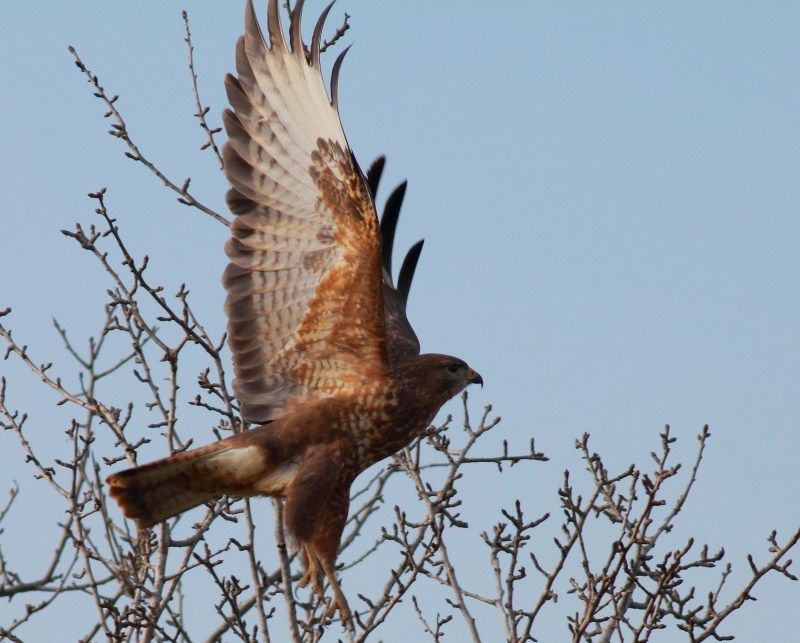 Common Buzzard