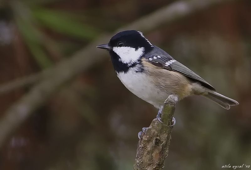 Coal Tit