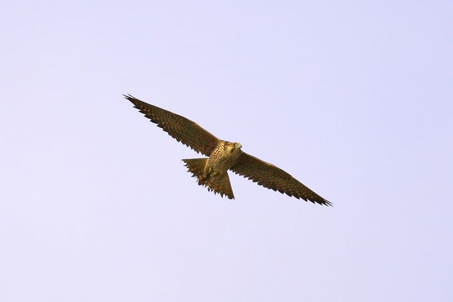 Saker Falcon