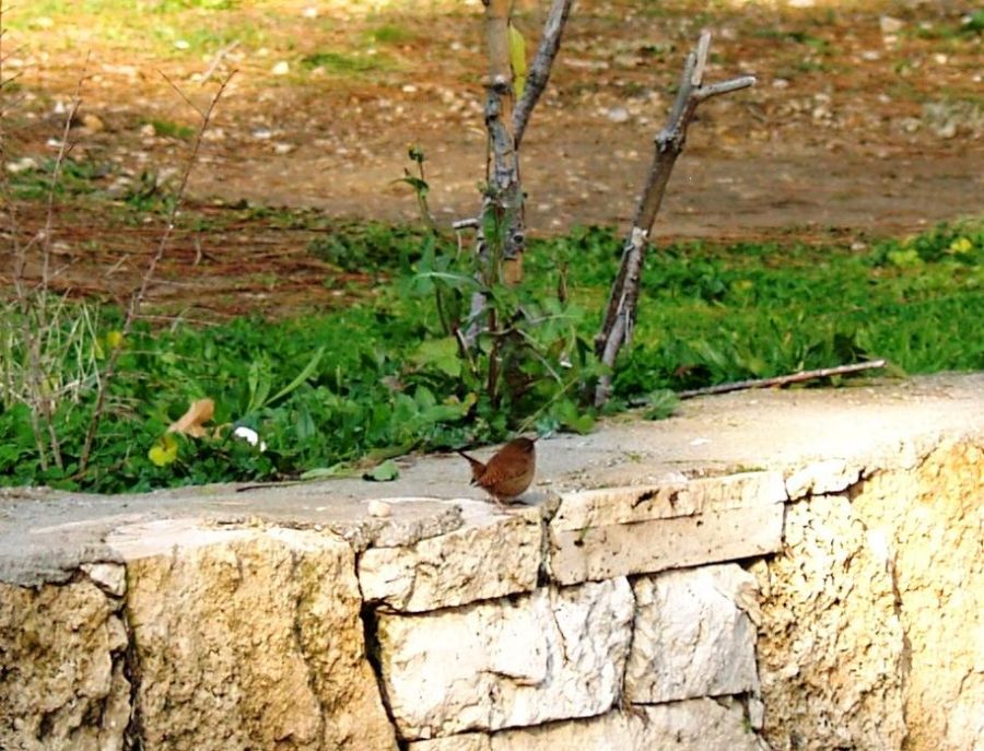 Çıtkuşu
