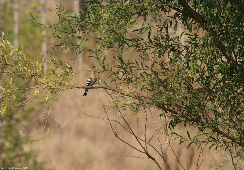Eurasian Hoopoe