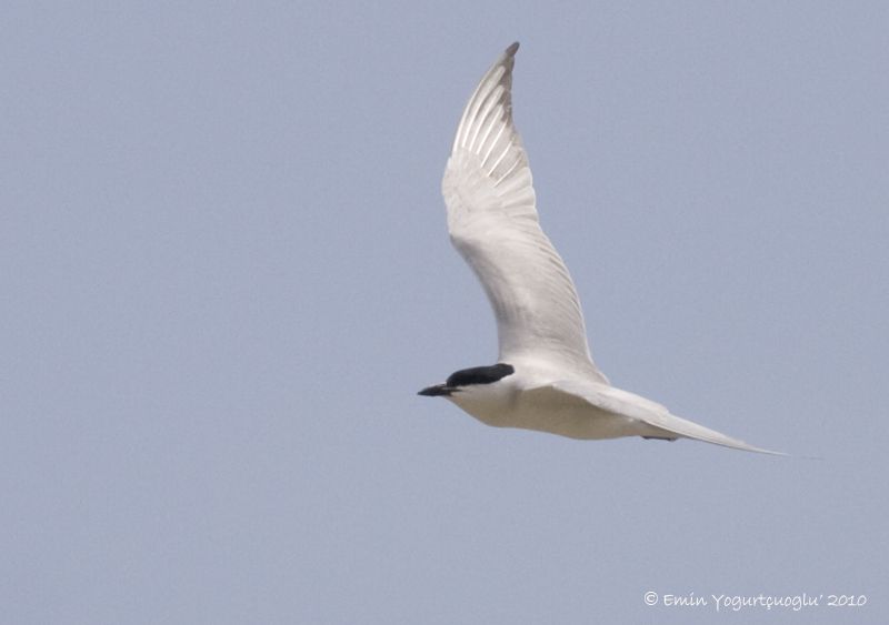 Gull-billed Tern