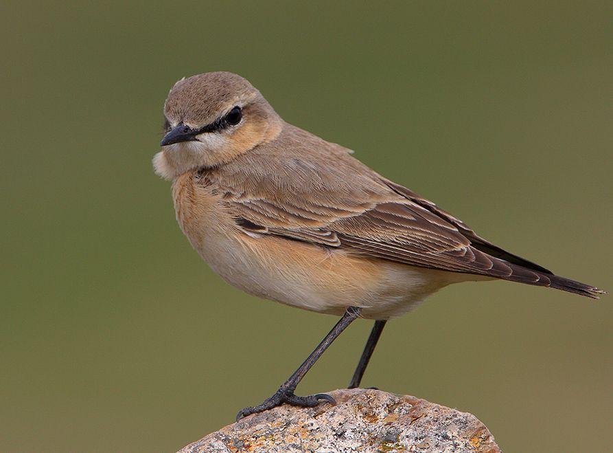 Northern Wheatear