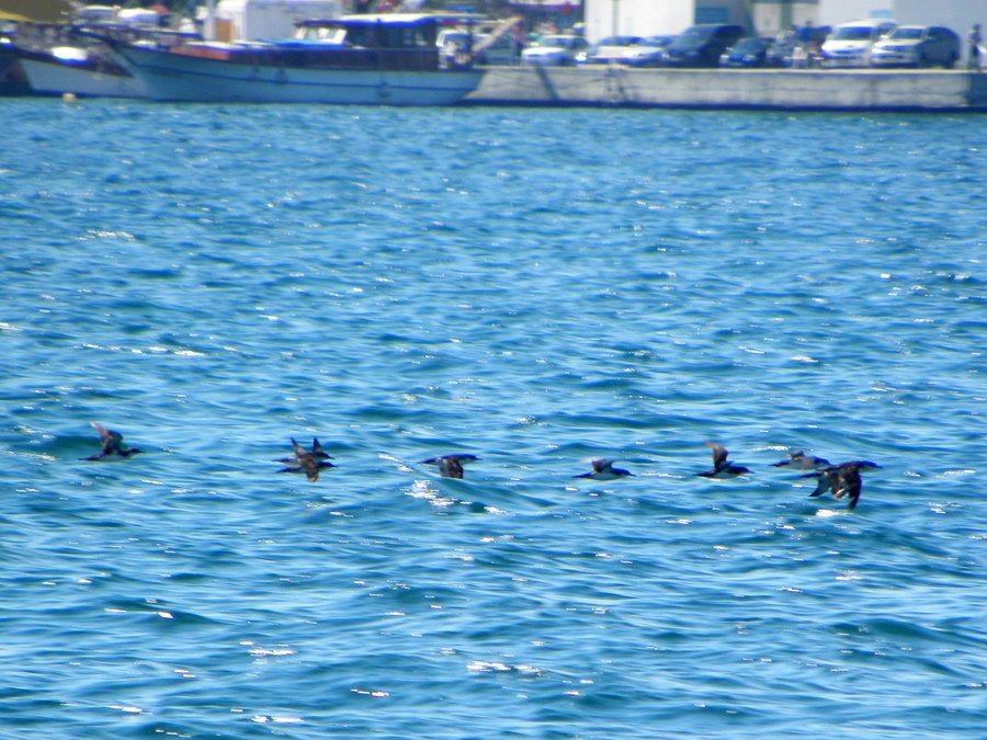 Yelkouan Shearwater