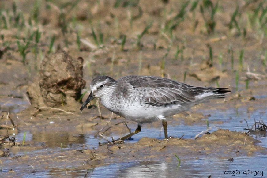Red Knot
