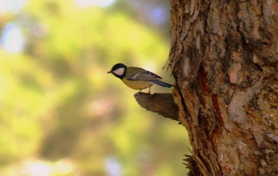 Great Tit