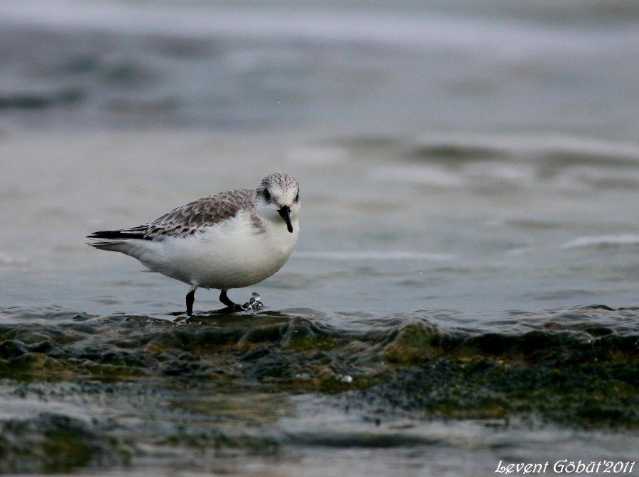 Sanderling