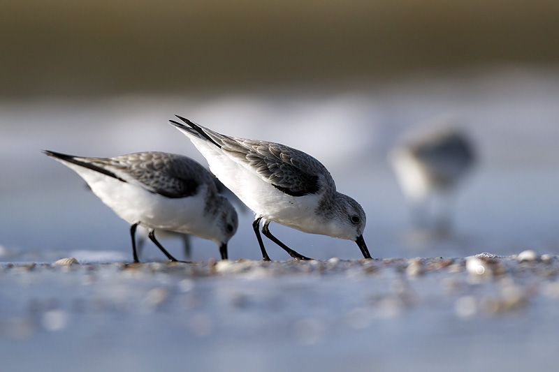 Sanderling