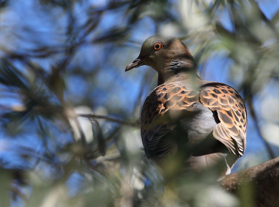 Oriental Turtle Dove