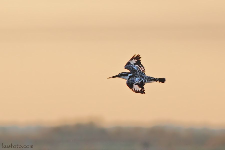 Pied Kingfisher