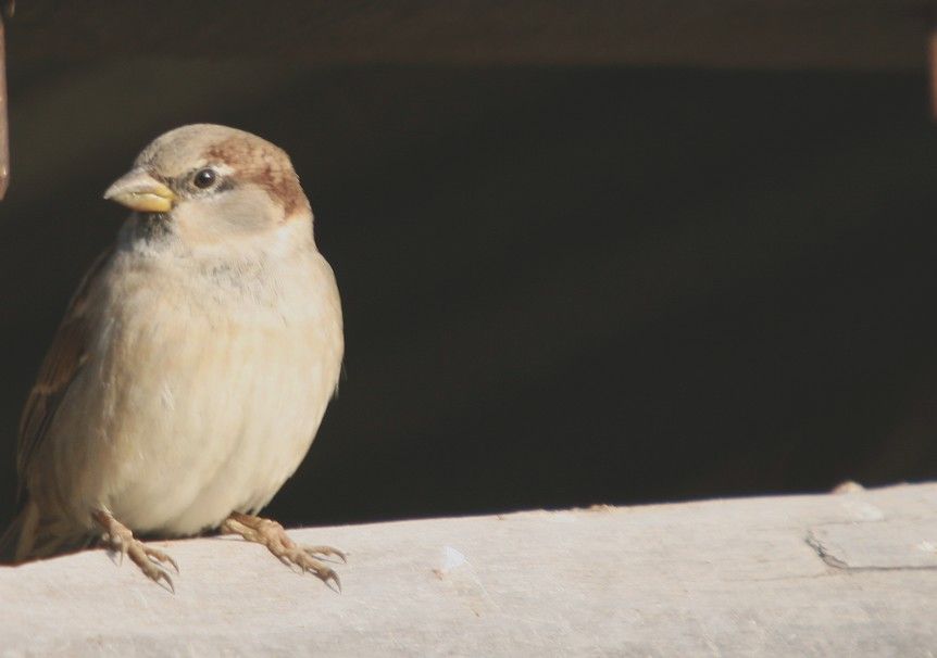 House Sparrow