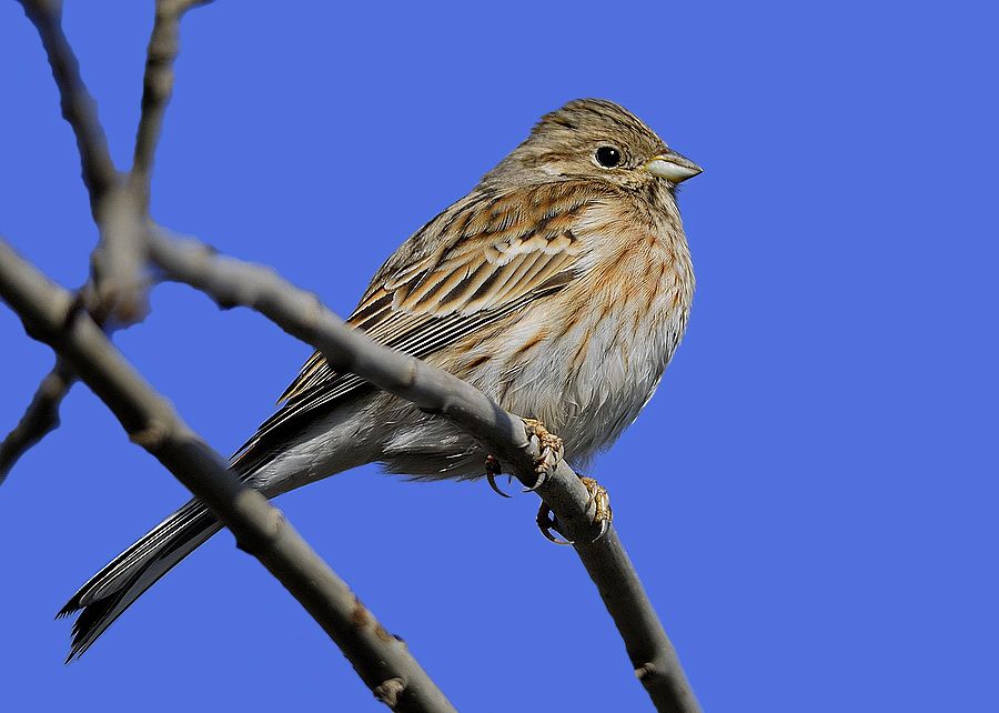 Pine Bunting