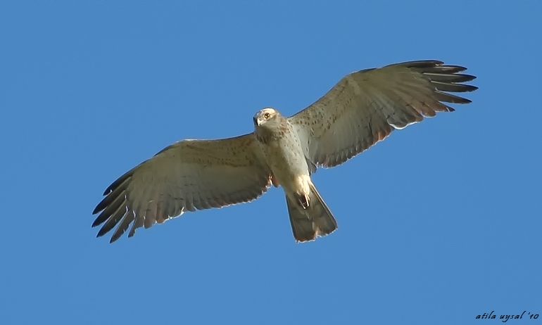Short-toed Snake Eagle